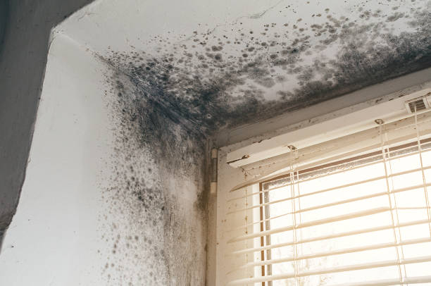 Affordable Attic Mold Remediation solutions in Marlboro, NJ